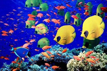 Special Snorkeling Day Trip to the Red Sea in Safaga from Luxor