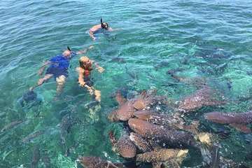 Hol Chan Marine Reserve and Shark Ray Alley Snorkeling Tour