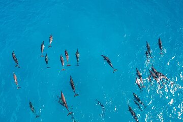 Full-Day Snorkeling with Dolphins in Hurghada with Lunch