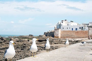 Small Group Day Tour to Essaouira from Marrakech