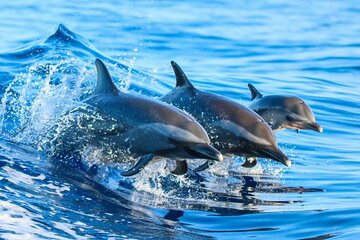 Dolphin Tour and Snorkeling at Mnemba Island reef from Nungwi