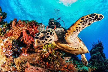 Discover Scuba Diving for Beginners