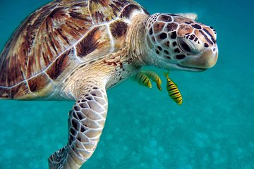 Marsa Mubarak Snorkeling Sea Trip With Lunch - Marsa Alam