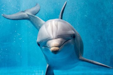Full Day Dolphin House Satayeh Reef Snorkeling Sea Trip With Transfer-Marsa Alam