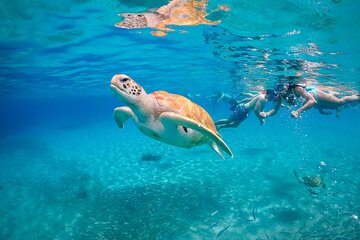 Snorkel with Turtles, Rose Island, Gilligan's Island and Fishing Tour