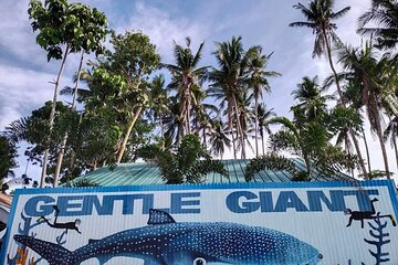 4-Hour Private Bohol Taug Whale Shark Watching and Snorkeling
