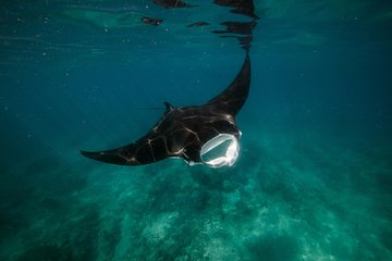 Ningaloo Reef Snorkeling and Wildlife Adventure