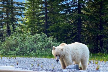 Private Sunset Safari in Banff