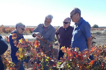 Private Morning Wine and Winery Tour and Tasting from Valencia