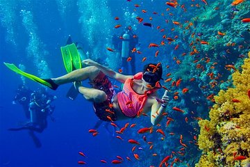Dolphin Tour and Snorkeling at Mnemba Atoll - Private