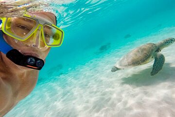 Cozumel Snorkeling the Best Tour Experience