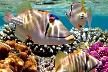 Save 20.00%! Snorkeling Trip to Utopia Island in Safaga from Luxor