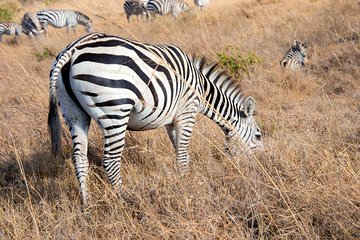 Nairobi Park/elephant Orphanage/girafe Centre/lunch/mamba Village/bomas Of Kenya