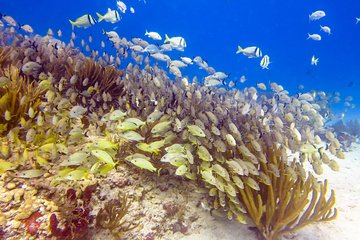 Snorkeling in the stunning Playa del Carmen reef