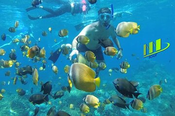 Save 10.00%! Manta Bay Snorkeling Adventure with Kelingking Beach Nusa Penida All Inclusive