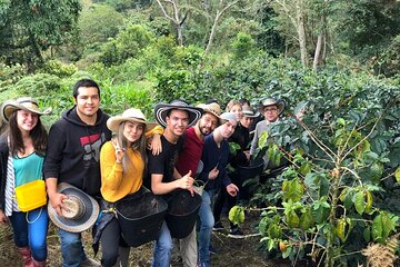 Cocora Valley, Salento and Coffee Farm Day Tour