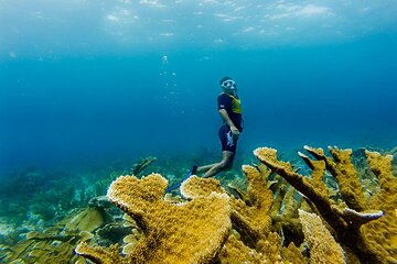 Snorkeling Advance Cancun tour