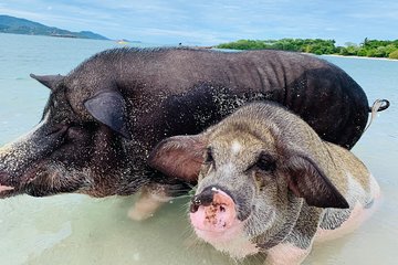 Pig Island Snorkeling & Sightseeing Tour By Longtail Boat From Koh Samui