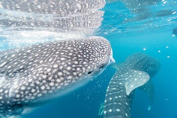 Full Day Swim and Snorkel with the Whale Shark in Cabo Catoche