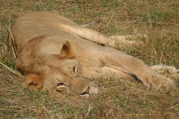 Private Safari, Nairobi National Park/elephant & Giraffe Centre