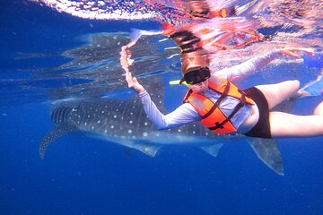 Whale Shark Sighting & Snorkeling Experience with Isla Mujeres Visit
